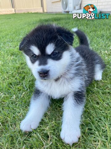 Purebred Alaskan Malamute Puppies