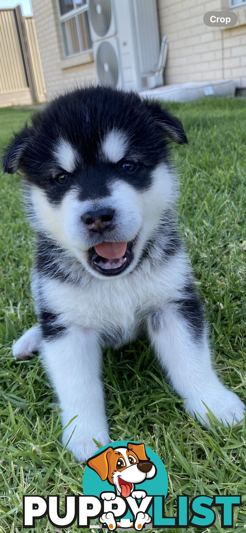 Purebred Alaskan Malamute Puppies