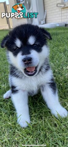 Purebred Alaskan Malamute Puppies