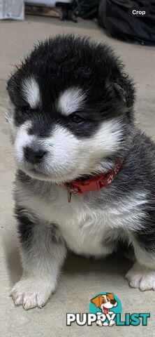 Purebred Alaskan Malamute Puppies