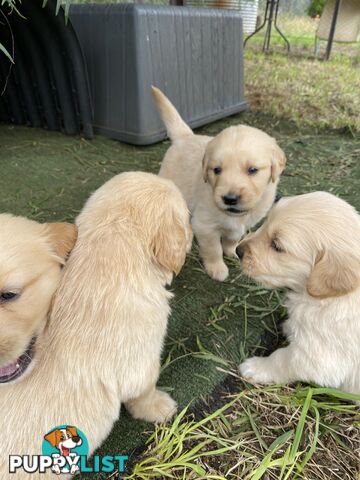 Outstanding Imported Bloodlines Purebred Golden Retrievers