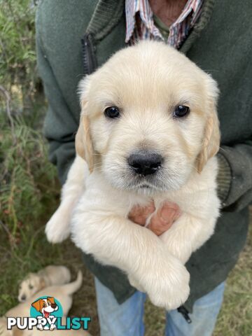 Outstanding Imported Bloodlines Purebred Golden Retrievers