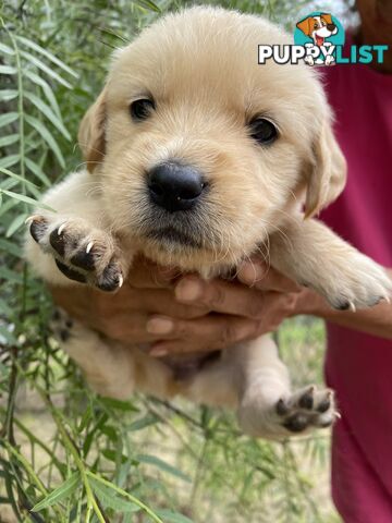 Outstanding Imported Bloodlines Purebred Golden Retrievers