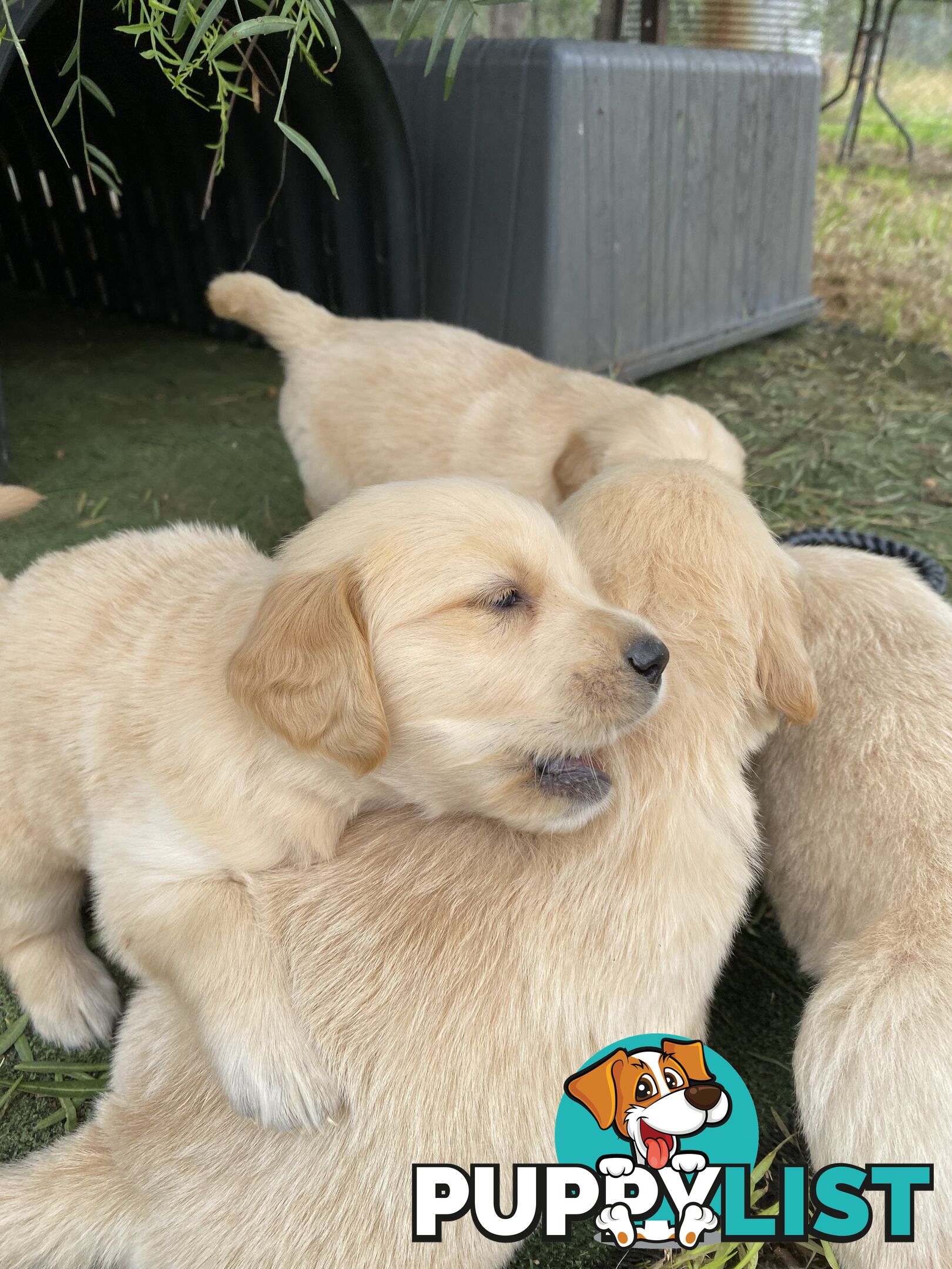 Outstanding Imported Bloodlines Purebred Golden Retrievers