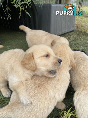 Outstanding Imported Bloodlines Purebred Golden Retrievers