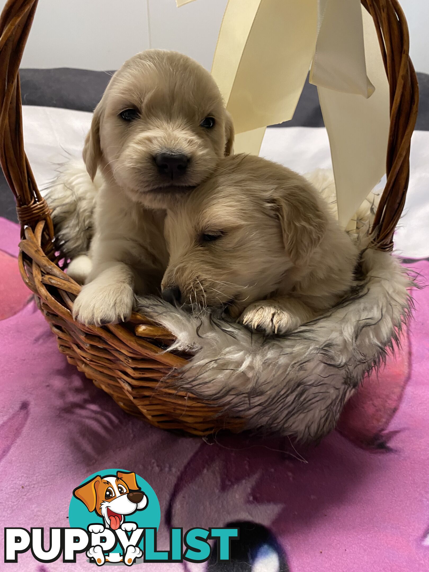 Outstanding Imported Bloodlines Purebred Golden Retrievers