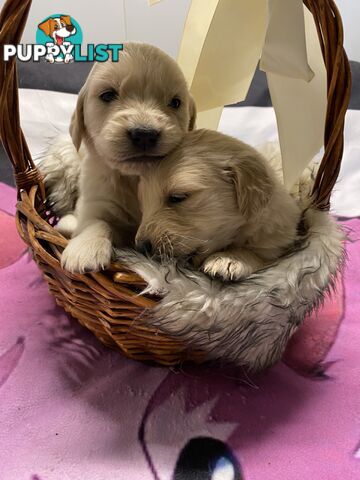 Outstanding Imported Bloodlines Purebred Golden Retrievers