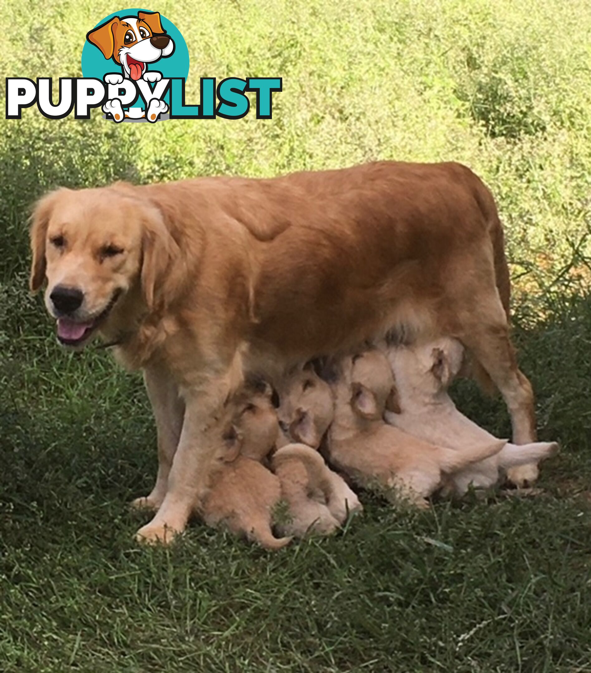 Outstanding Imported Bloodlines Purebred Golden Retrievers