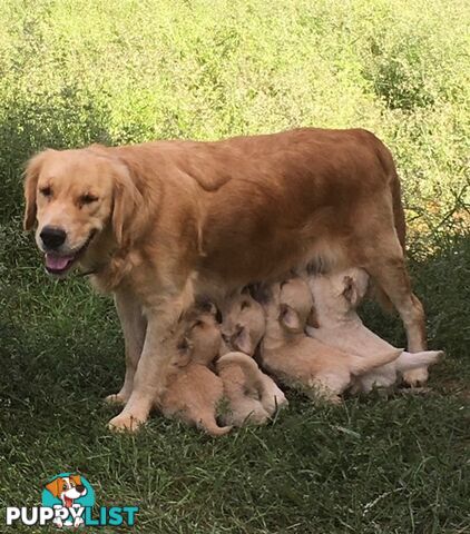 Outstanding Imported Bloodlines Purebred Golden Retrievers