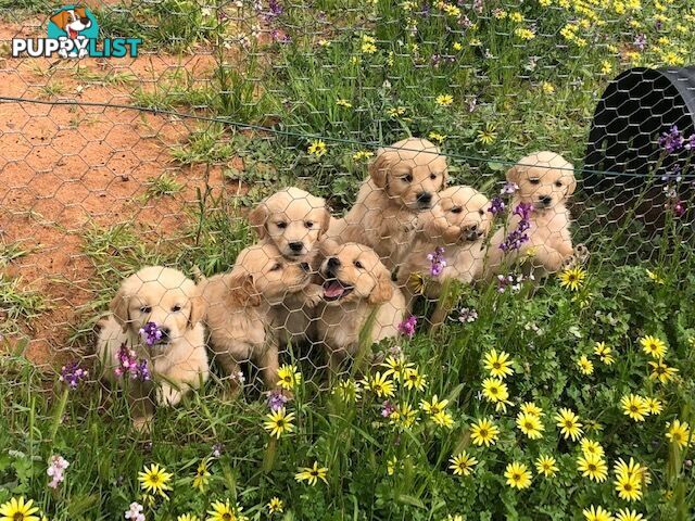 Outstanding Imported Bloodlines Purebred Golden Retrievers