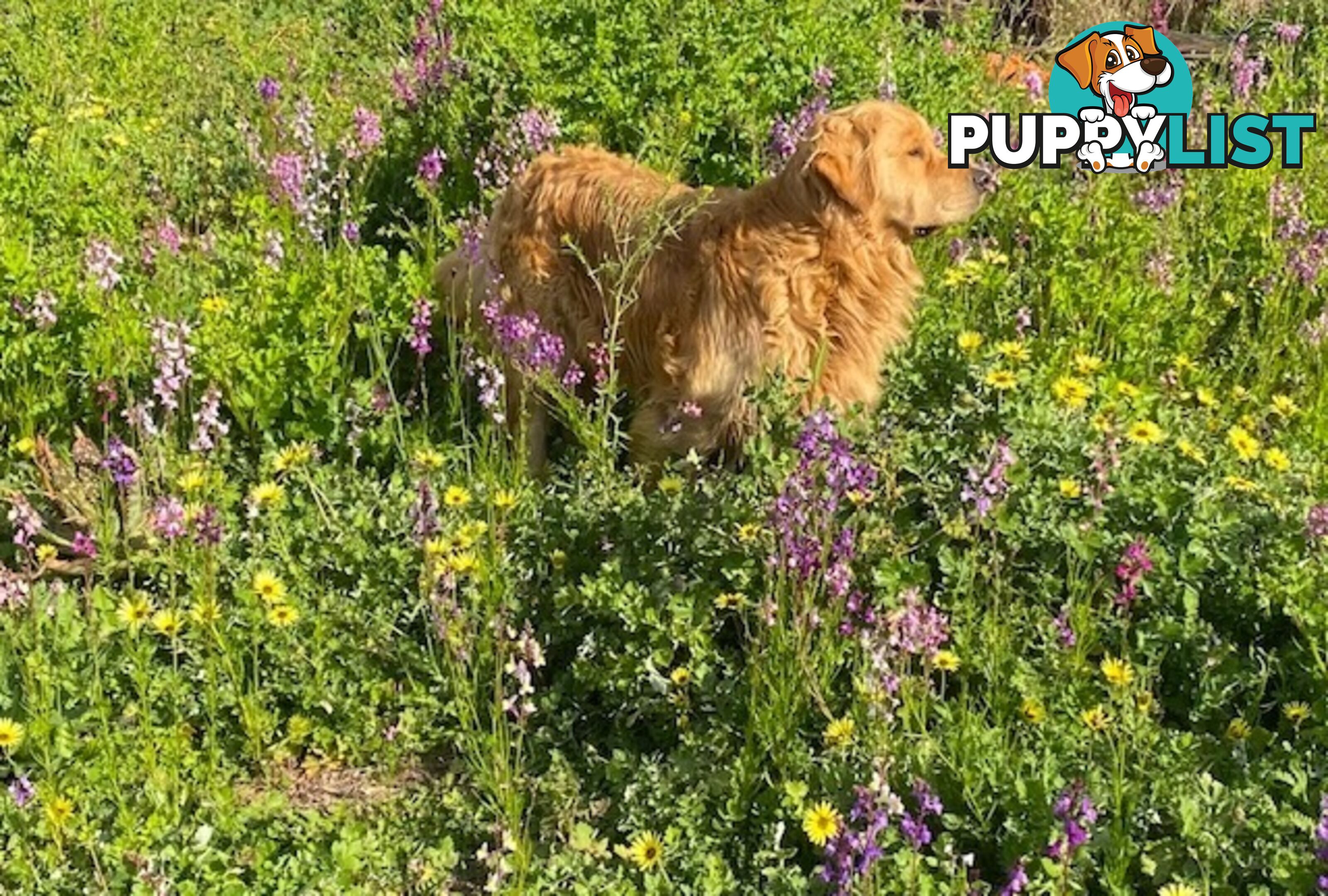 Outstanding Imported Bloodlines Purebred Golden Retrievers