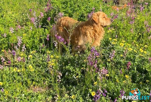 Outstanding Imported Bloodlines Purebred Golden Retrievers