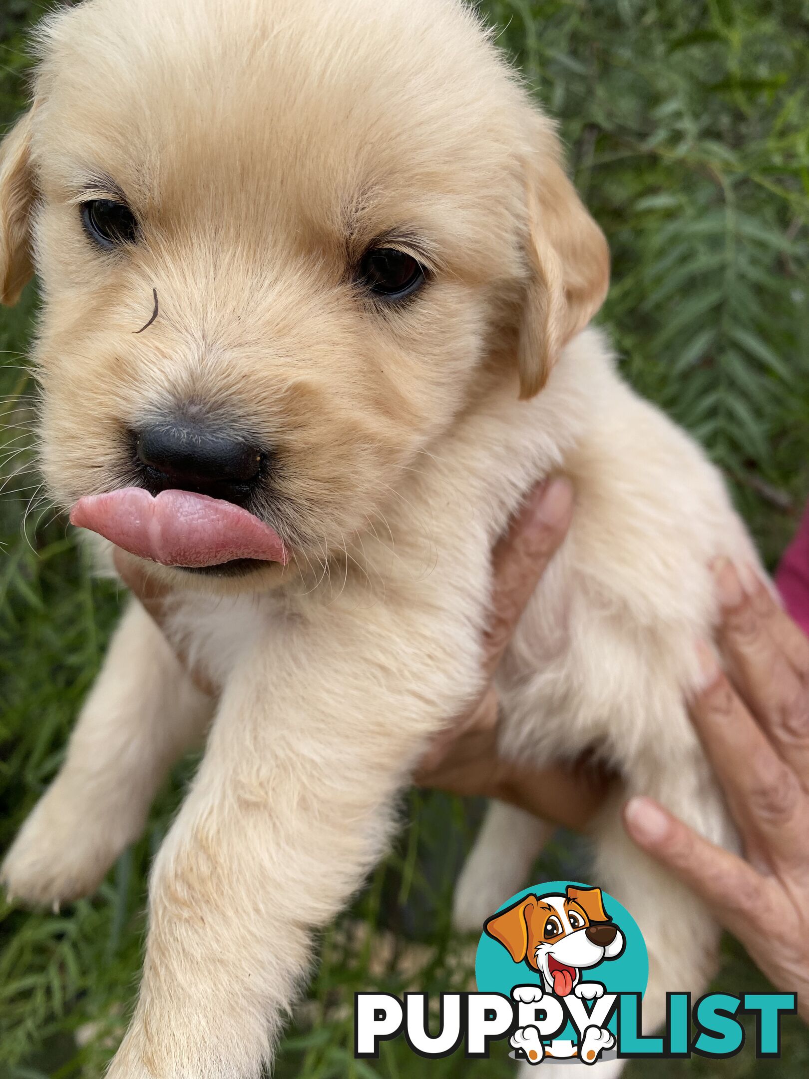 Outstanding Imported Bloodlines Purebred Golden Retrievers