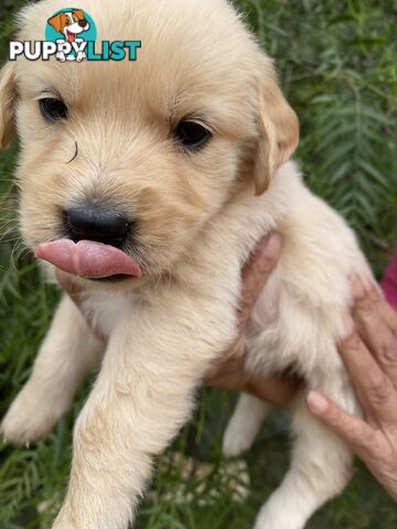 Outstanding Imported Bloodlines Purebred Golden Retrievers