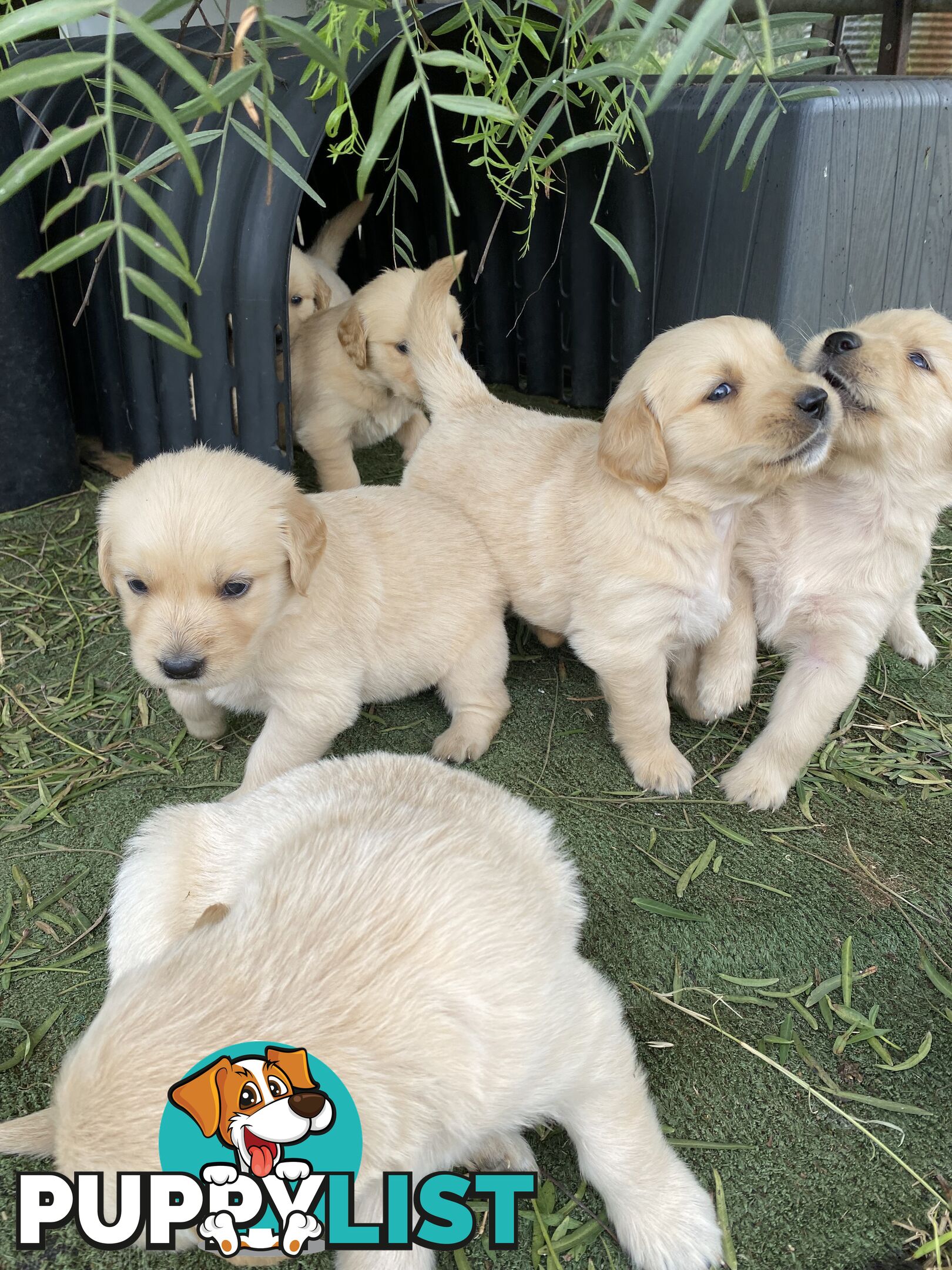 Outstanding Imported Bloodlines Purebred Golden Retrievers