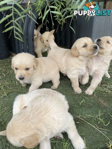 Outstanding Imported Bloodlines Purebred Golden Retrievers