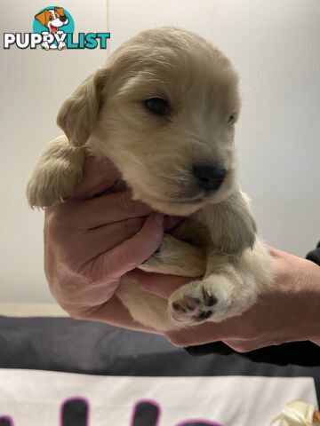 Outstanding Imported Bloodlines Purebred Golden Retrievers