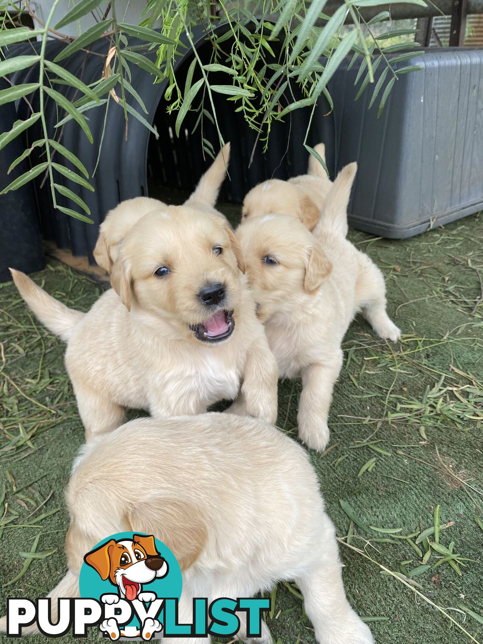 Outstanding Imported Bloodlines Purebred Golden Retrievers