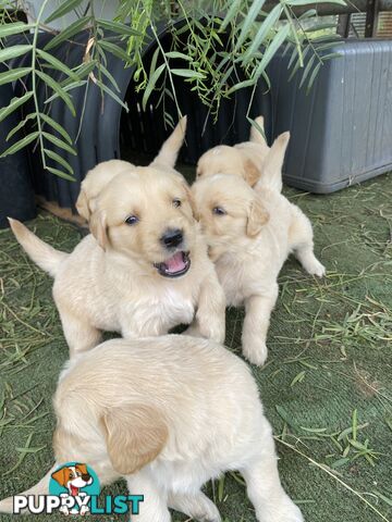 Outstanding Imported Bloodlines Purebred Golden Retrievers