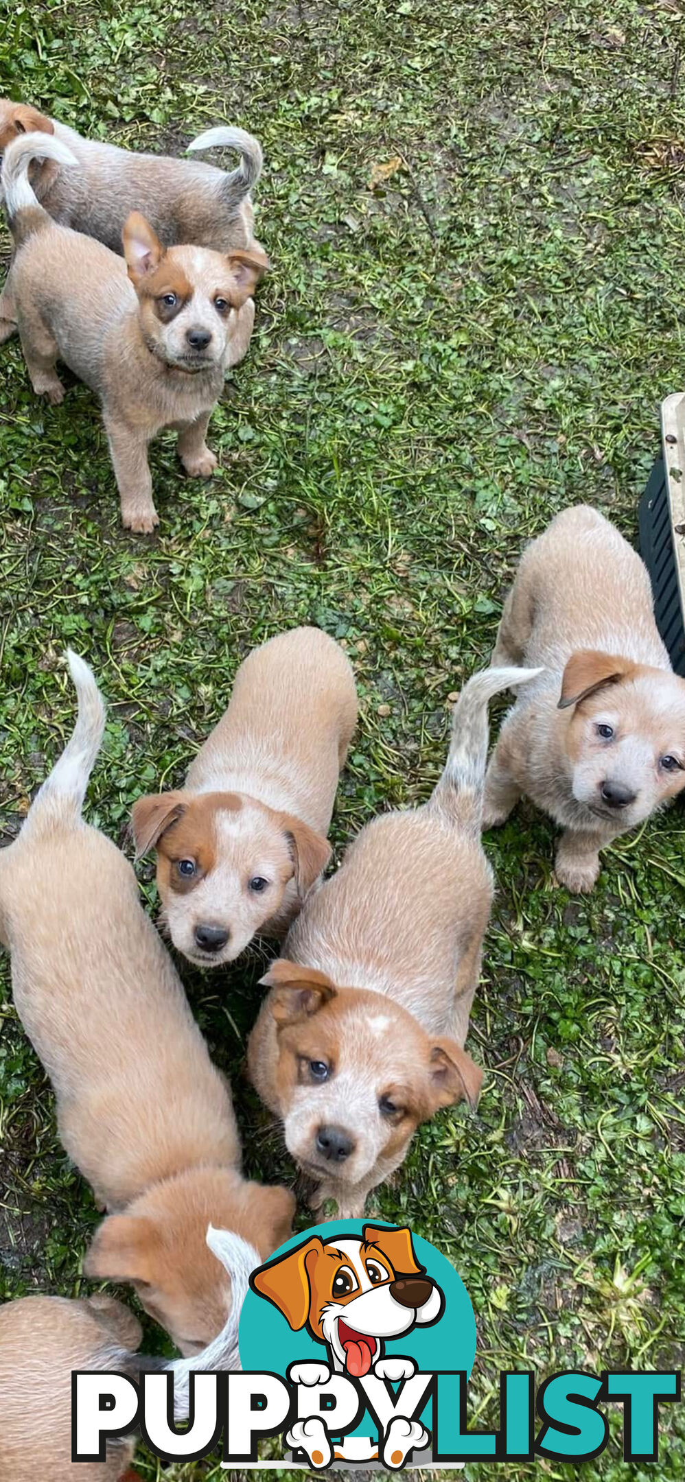 PURE RED PUPPIES 🐶