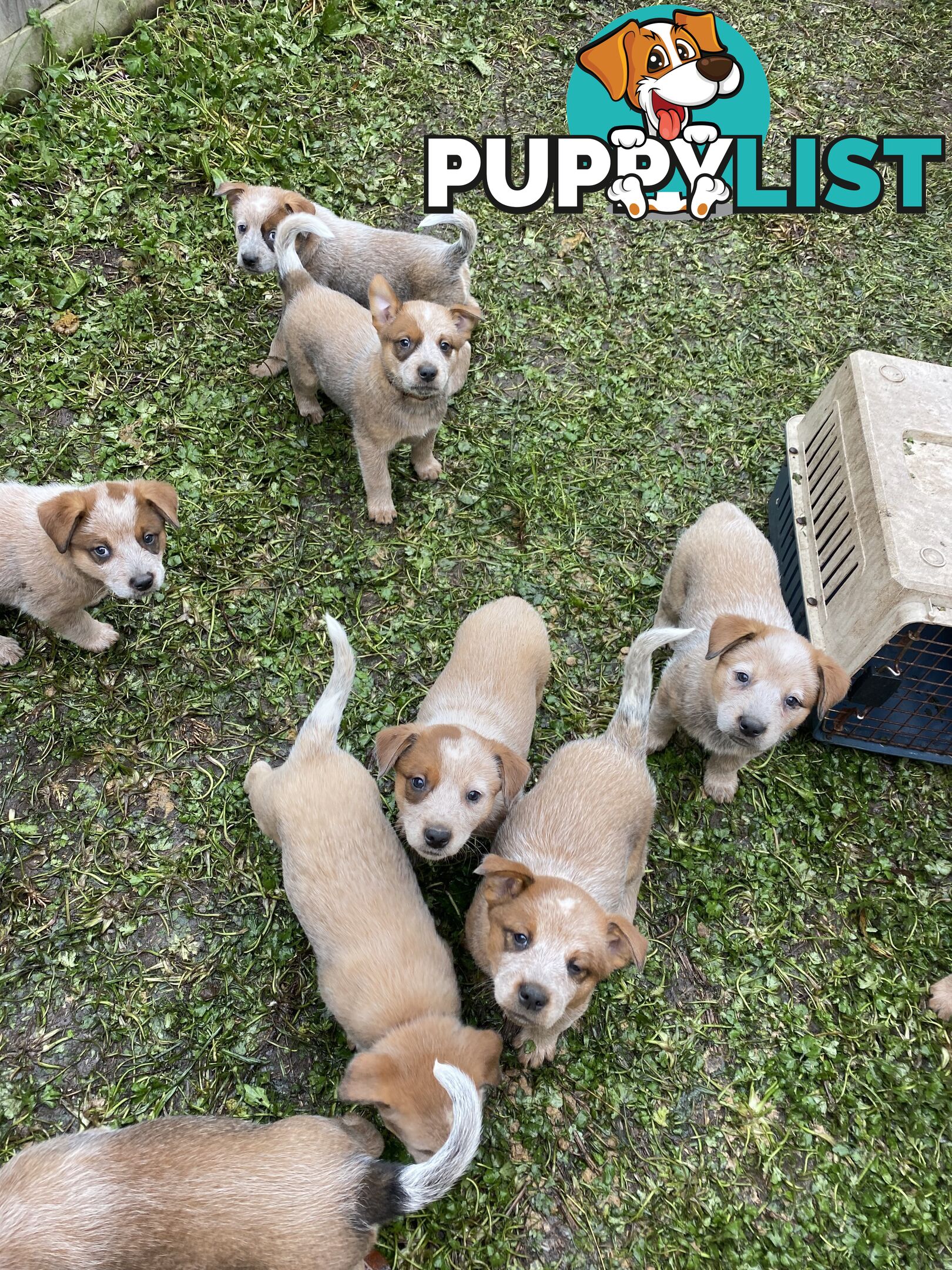 PURE RED PUPPIES 🐶
