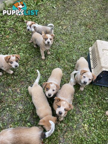 PURE RED PUPPIES 🐶