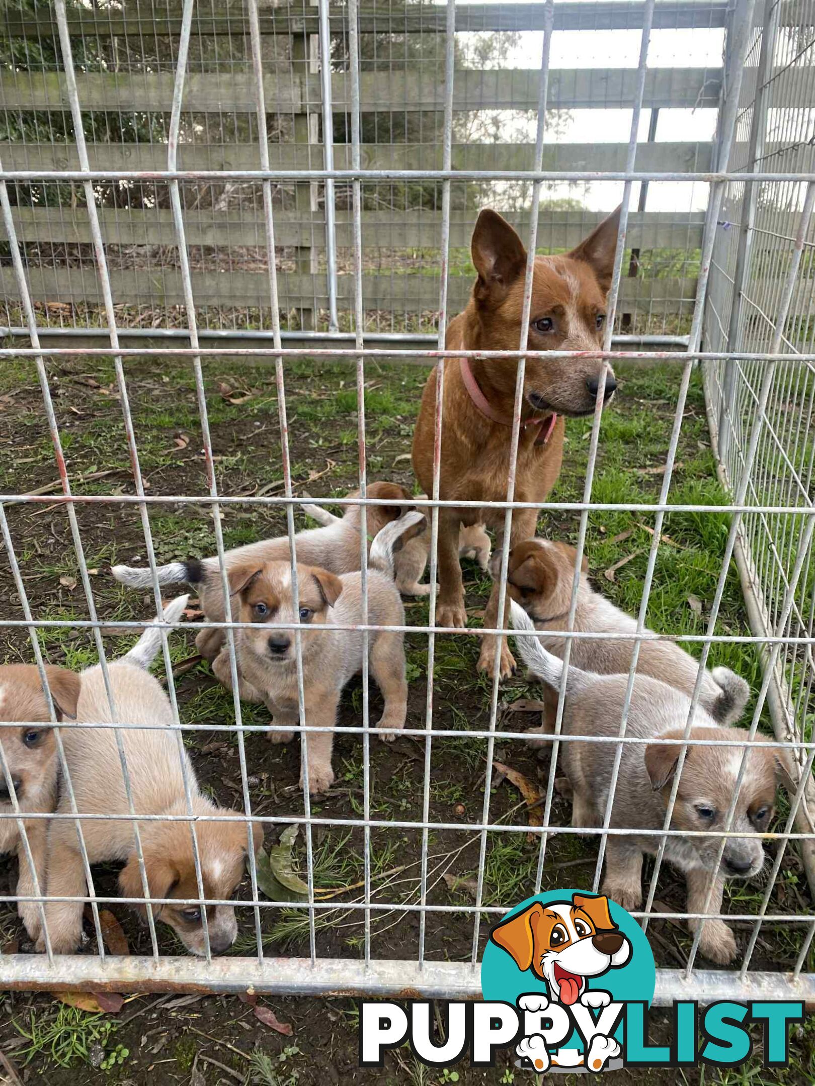 PURE RED PUPPIES 🐶