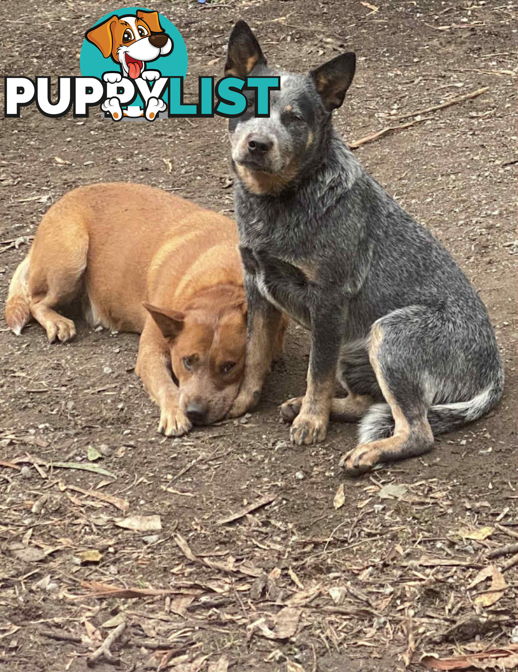 PURE RED PUPPIES 🐶