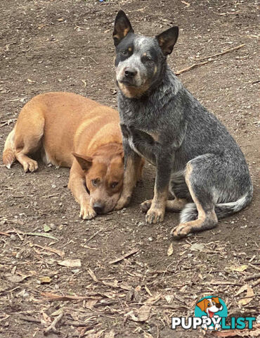 PURE RED PUPPIES 🐶