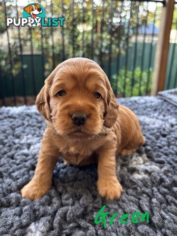 Spoodle Puppies (1st Generation) - Ready by 22/12