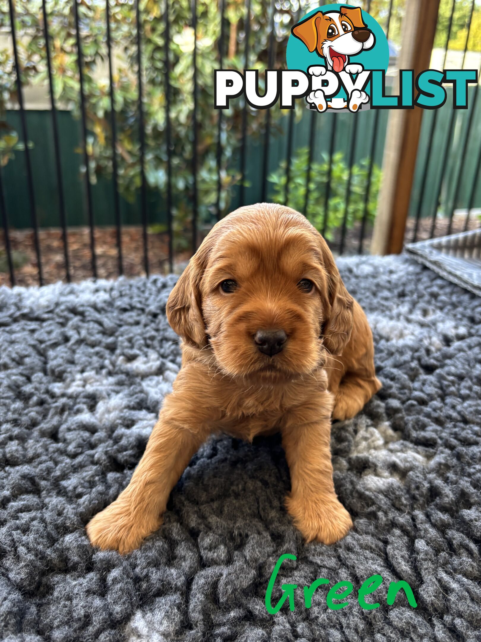 Spoodle Puppies (1st Generation) - Ready by 22/12