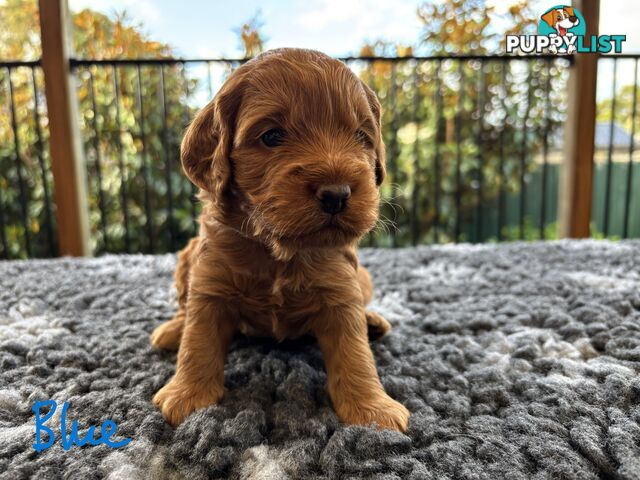 Spoodle Puppies (1st Generation) - Ready by 22/12