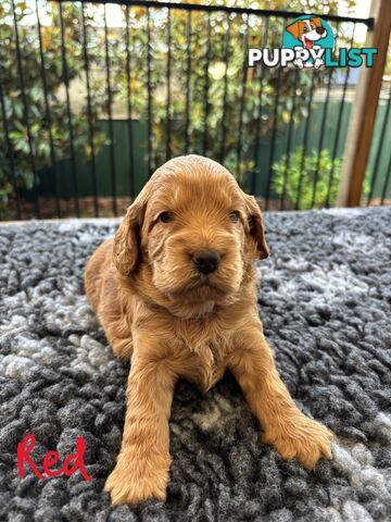 Spoodle Puppies (1st Generation) - Ready by 22/12