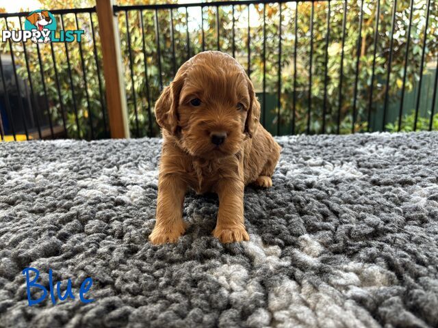 Spoodle Puppies (1st Generation) - Ready by 22/12