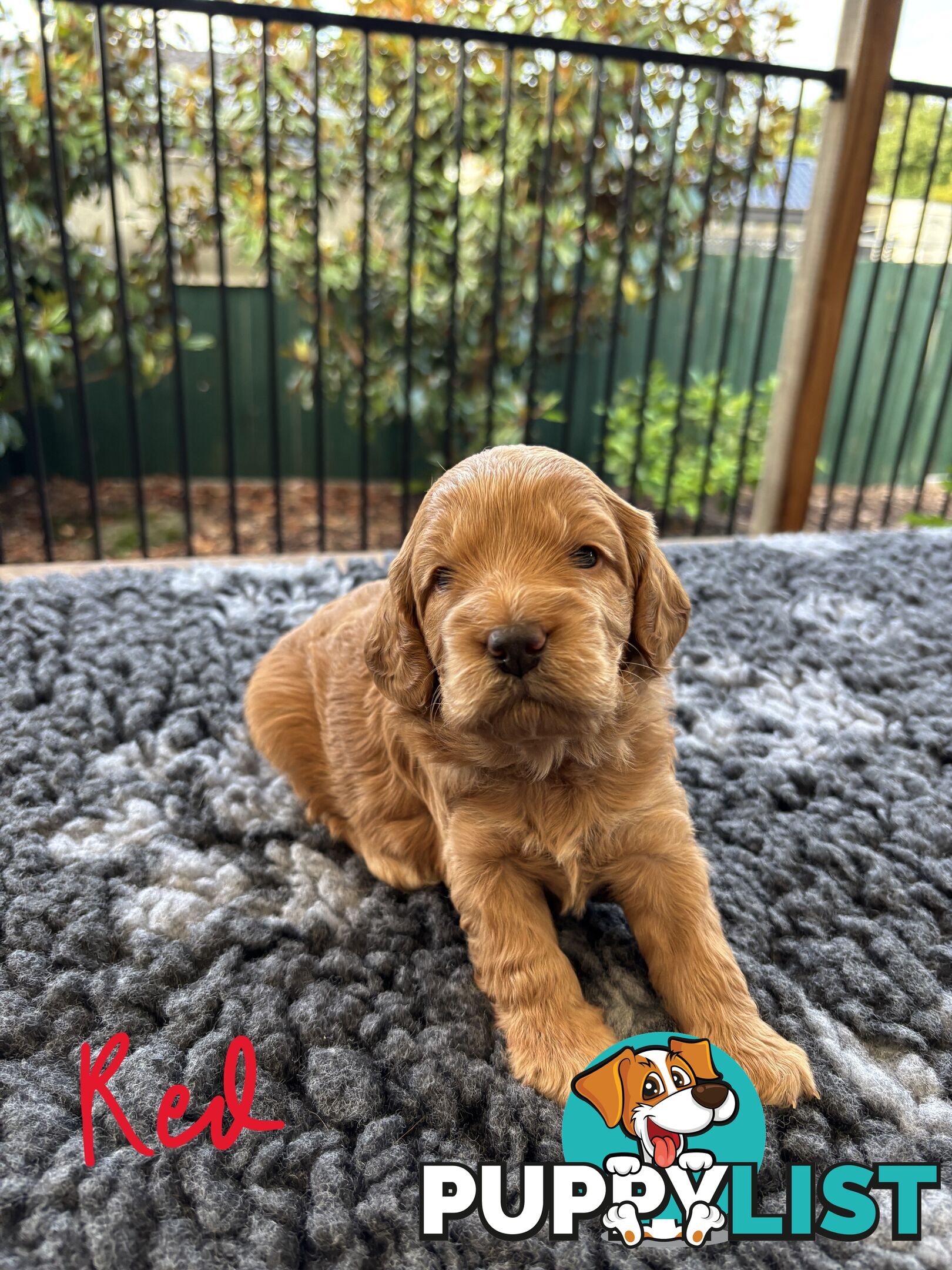 Spoodle Puppies (1st Generation) - Ready by 22/12