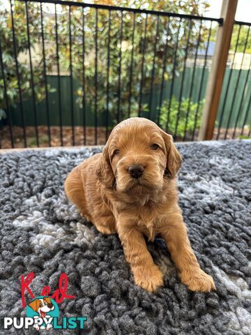 Spoodle Puppies (1st Generation) - Ready by 22/12