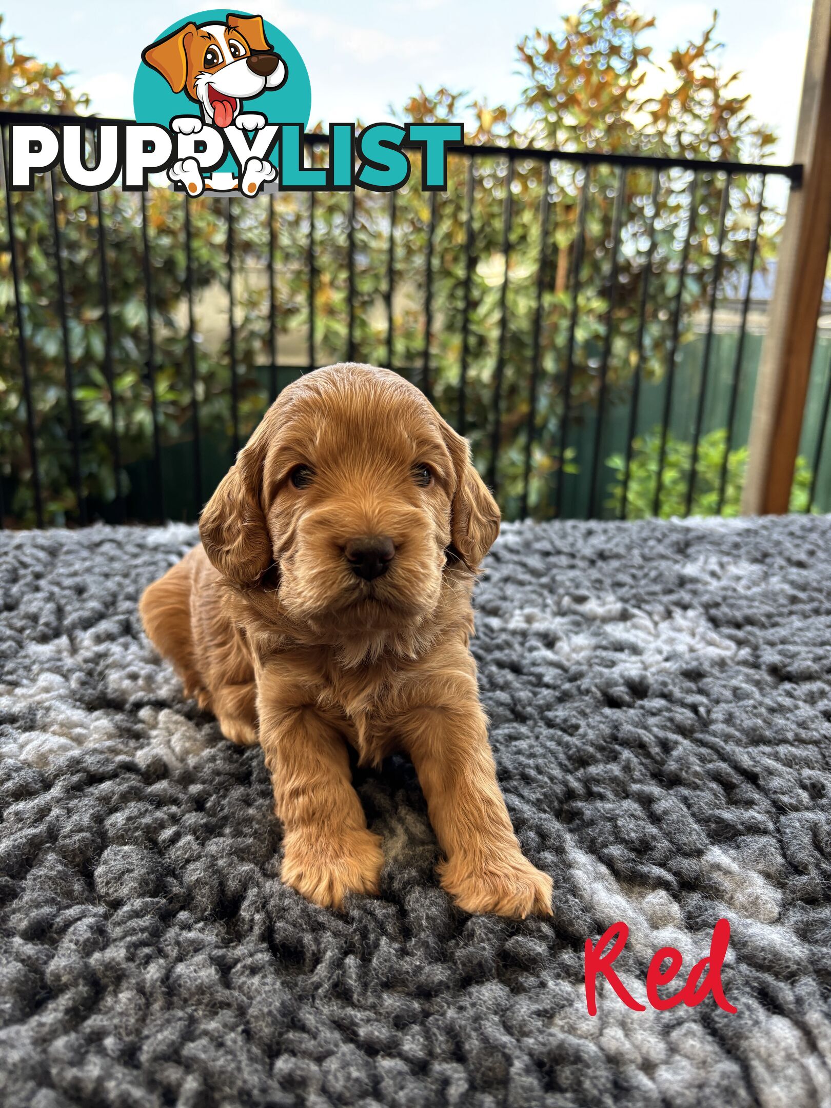 Spoodle Puppies (1st Generation) - Ready by 22/12