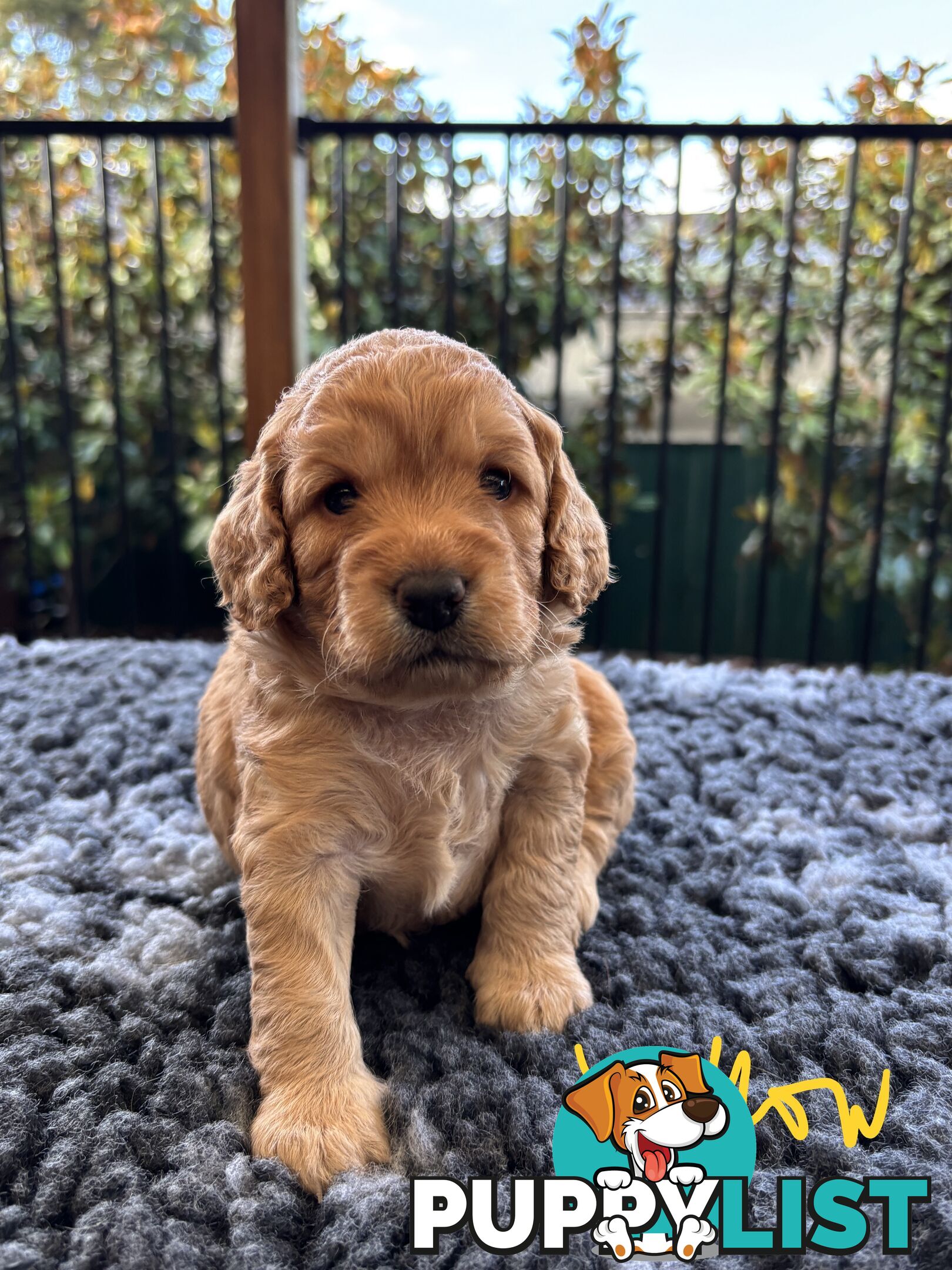 Spoodle Puppies (1st Generation) - Ready by 22/12