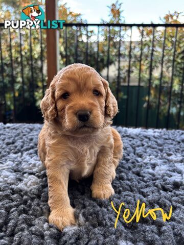 Spoodle Puppies (1st Generation) - Ready by 22/12