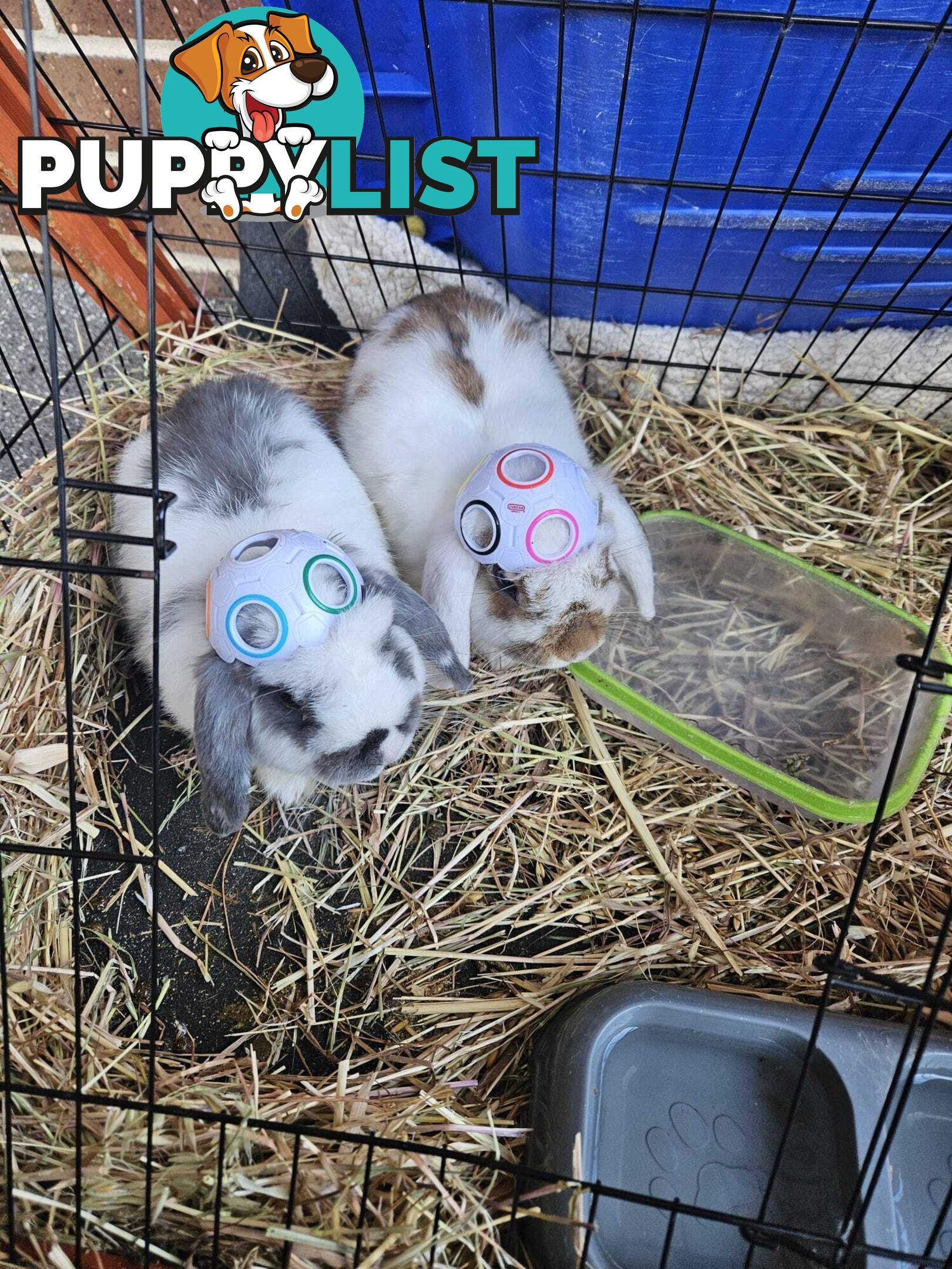 Male lop Bunnies