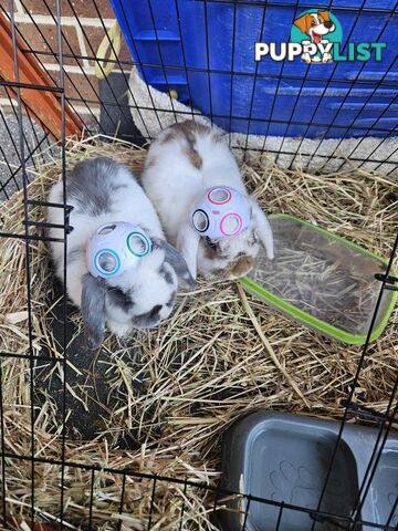 Male lop Bunnies