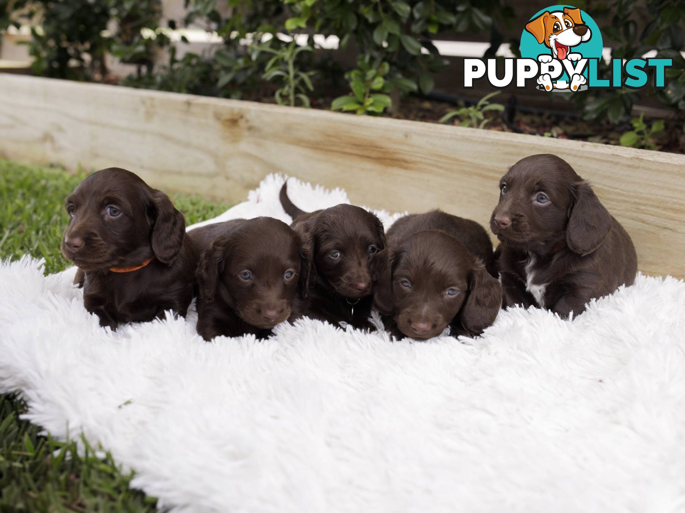 Long haired Miniature Dachshund Puppies