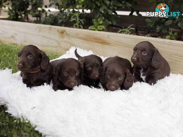 Long haired Miniature Dachshund Puppies