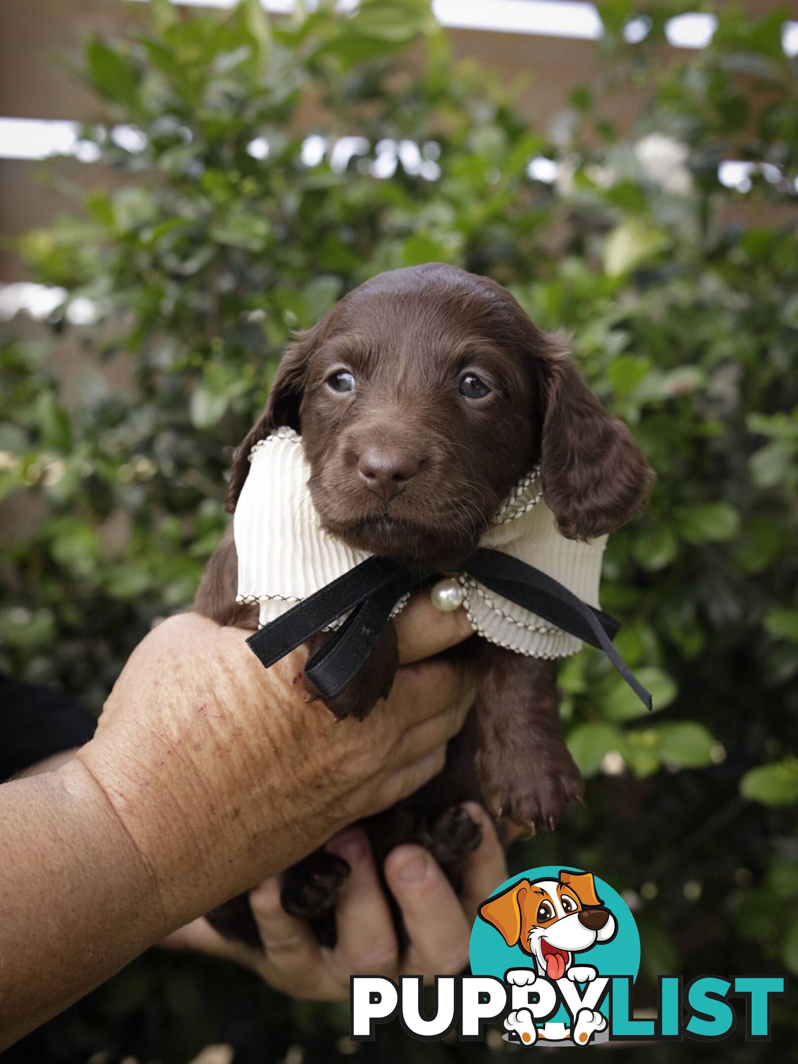 Long haired Miniature Dachshund Puppies