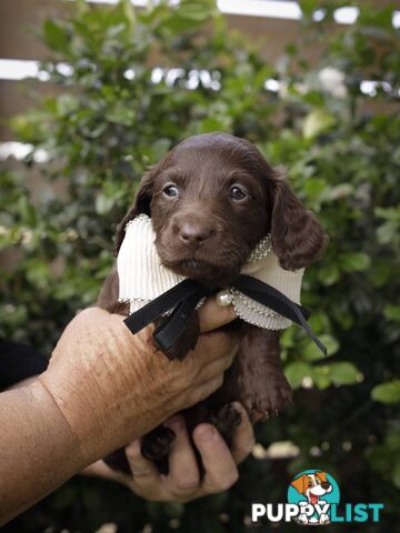 Long haired Miniature Dachshund Puppies