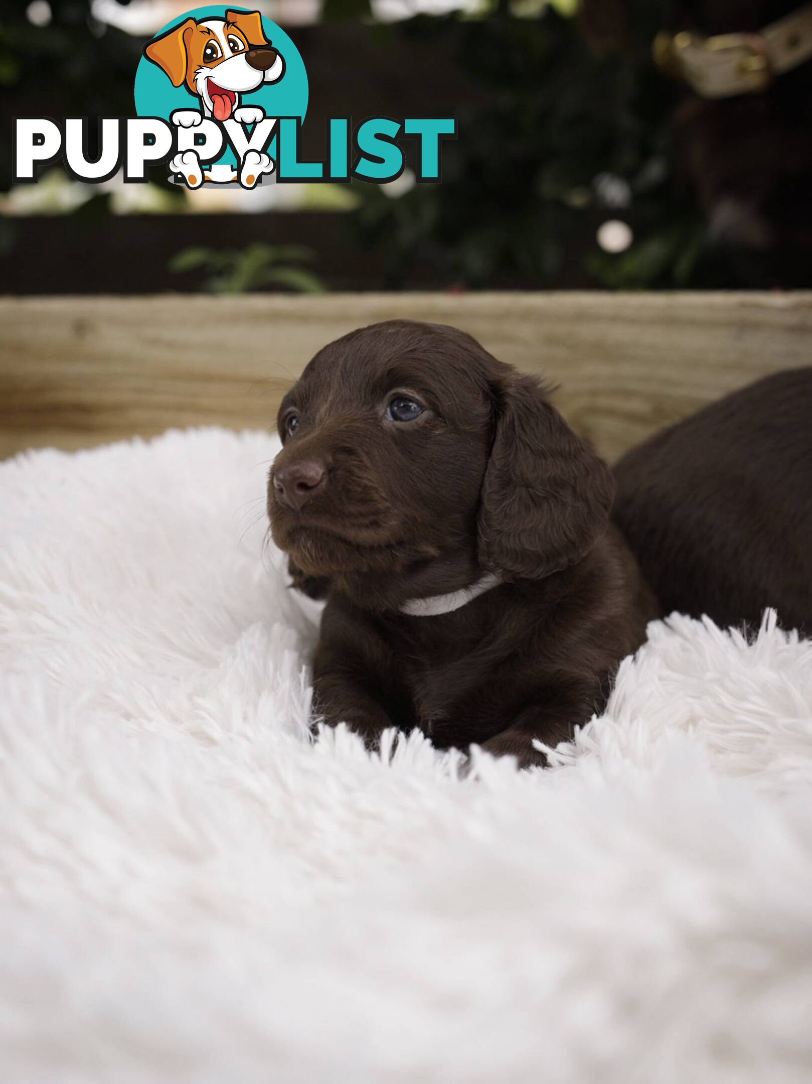 Long haired Miniature Dachshund Puppies