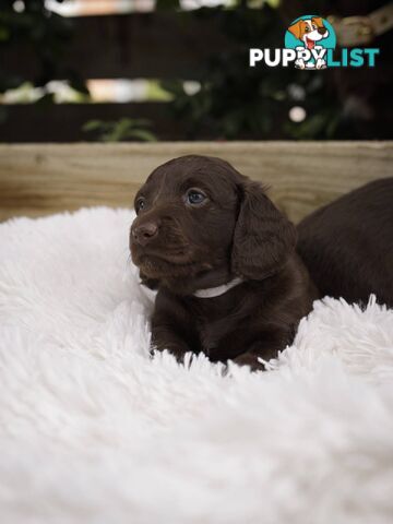 Long haired Miniature Dachshund Puppies