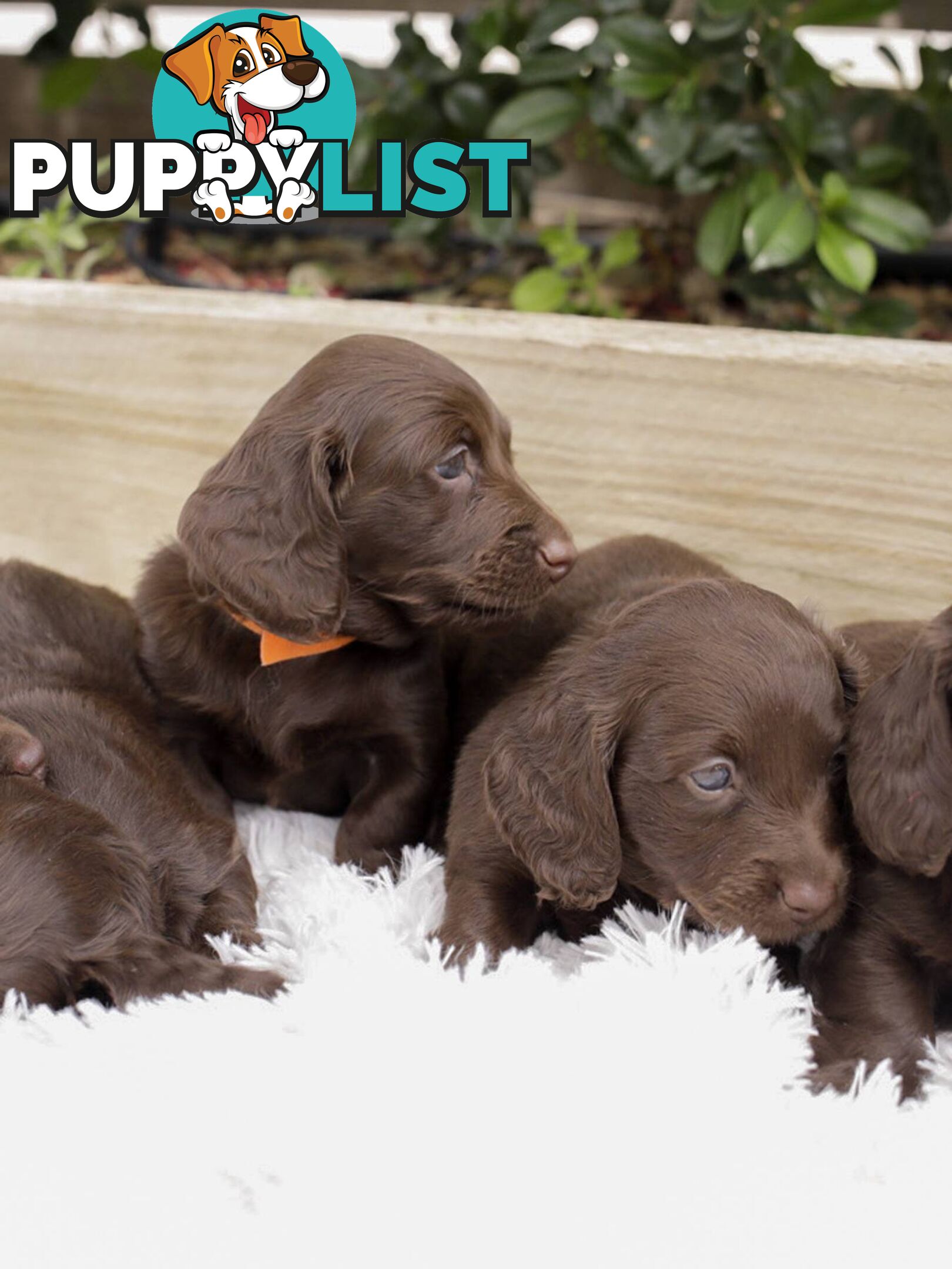 Long haired Miniature Dachshund Puppies