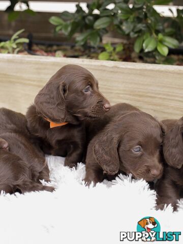 Long haired Miniature Dachshund Puppies