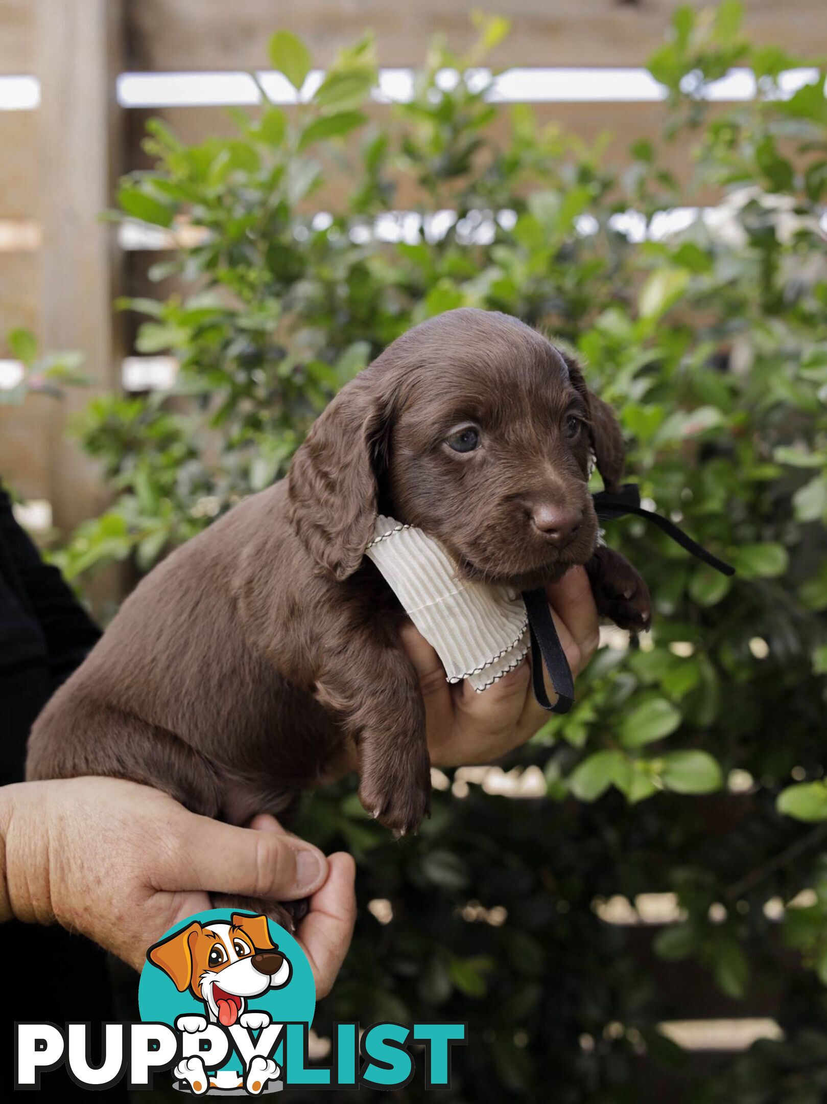 Long haired Miniature Dachshund Puppies